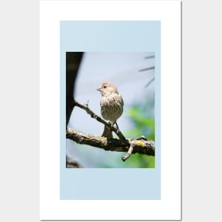 House Finch Profile Posters and Art